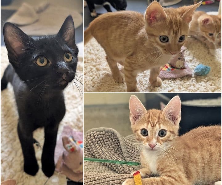 Foto von Josies zutrauliche Kitten Mogli, Nacho und Monti