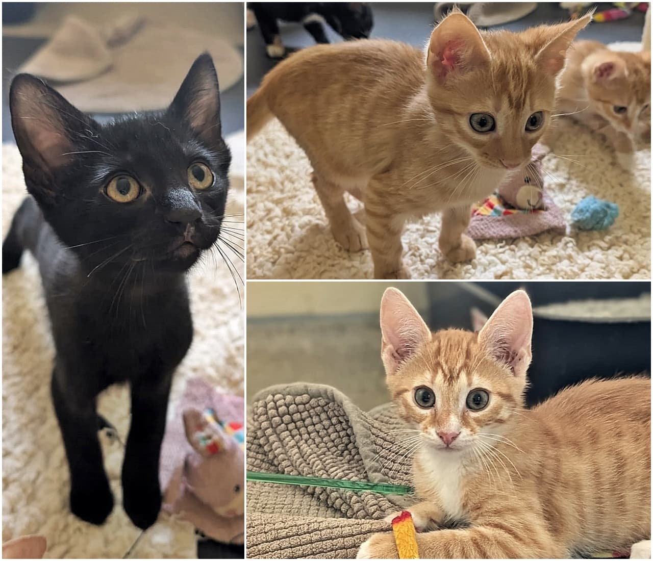 Foto von Josies zutrauliche Kitten Mogli, Nacho und Monti