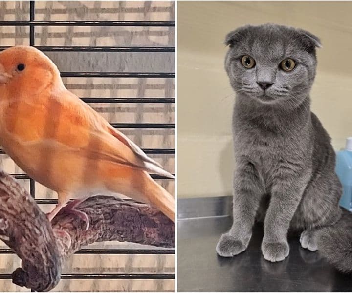 schöner Kanarienvogel und Scottisch Fold Katze gefunden