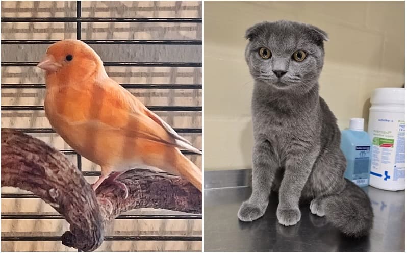 schöner Kanarienvogel und Scottisch Fold Katze gefunden