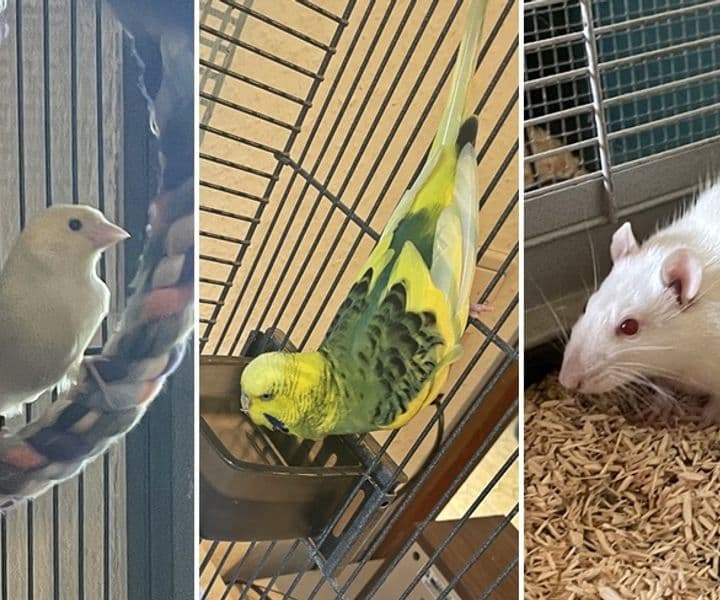 Drei Fundtiere in einer Woche (Kanarienvogel, Wellensittich und Ratte)