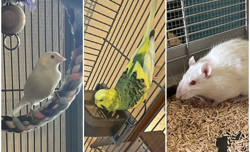 Drei Fundtiere in einer Woche (Kanarienvogel, Wellensittich und Ratte)