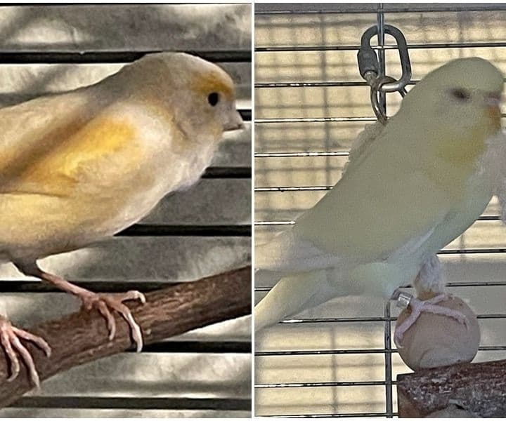 Kanarienvogel und Wellensittich gefunden