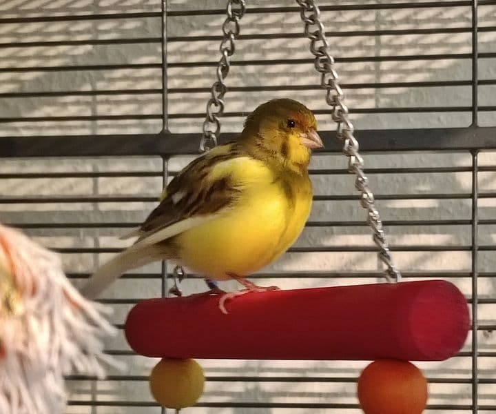 Foto von Unser wildfarbener Kanarienvogel ist ein toller Sänger