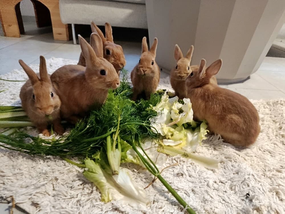 Foto von fünf Flauschis suchen ein Zuhause