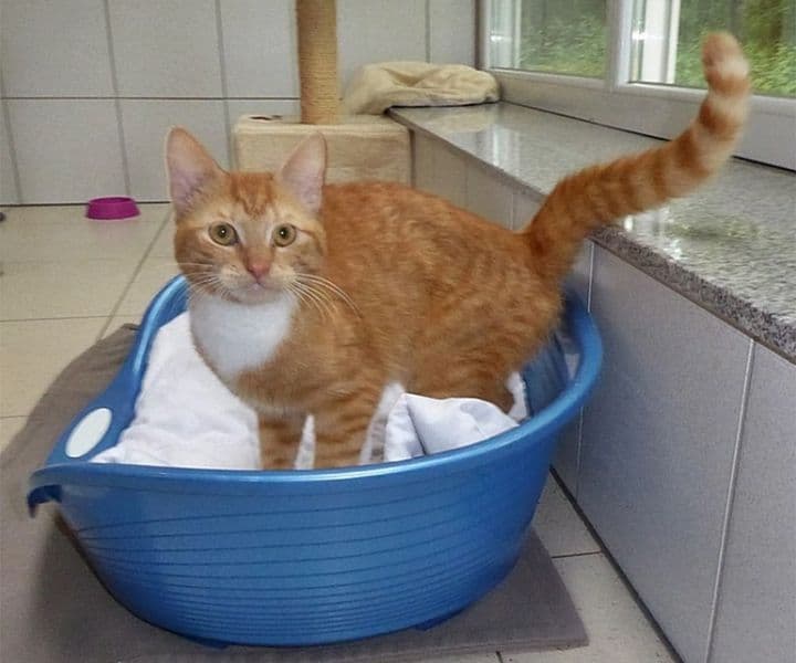 Foto von Kappa