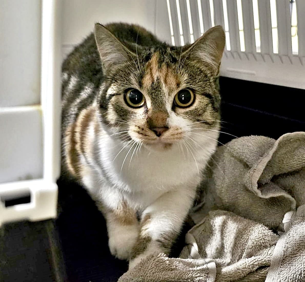 Foto von schöne junge Fauchi Katara