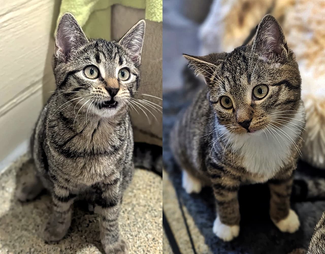 Foto von Kathi und Stöpsel, Kitten von Grace