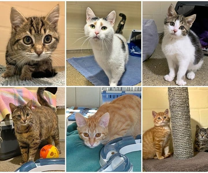 Viele viele bunte Katzen...