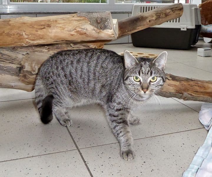Foto von ruhige schüchterne Kelly