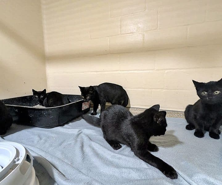 Foto von Kelpies Kitten, unser Quintett (Manni und Sid sind vermittelt)