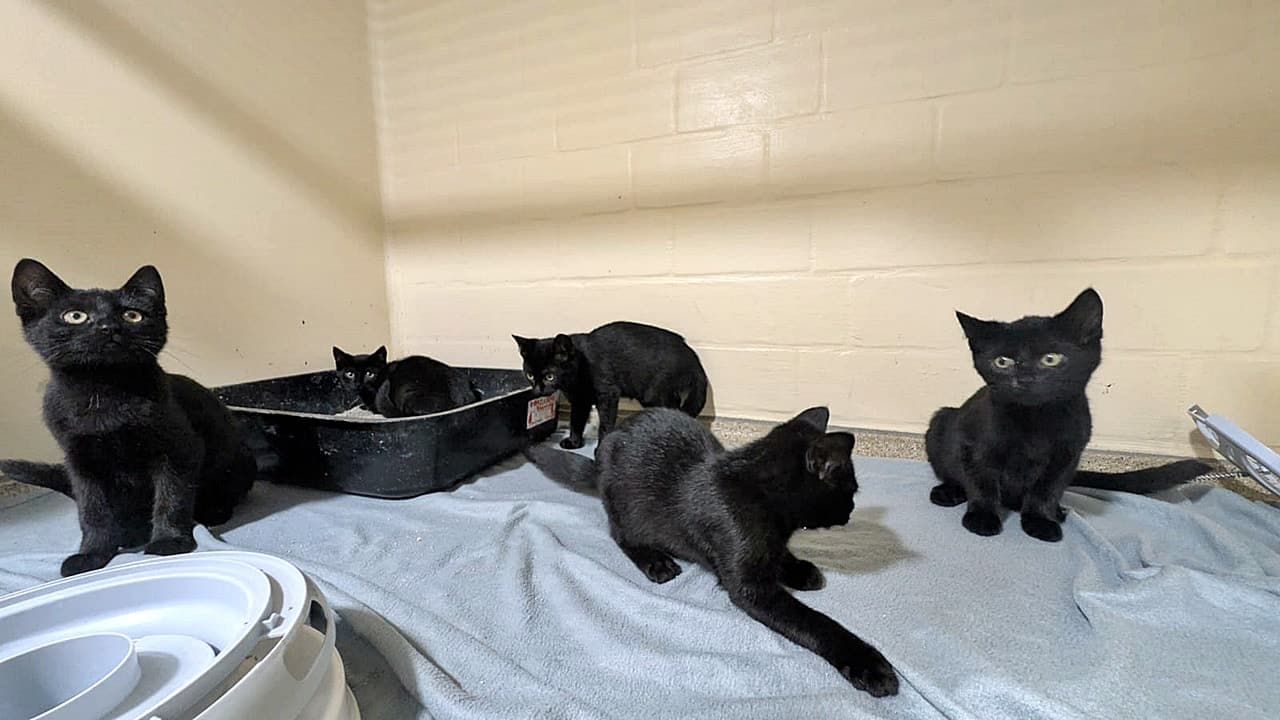 Foto von Kelpies Kitten, unser Quintett (Manni und Sid sind vermittelt)