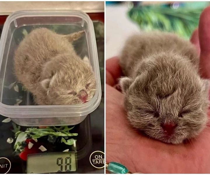 🐾 Erfahrene Pflegestellen für Kitten dringend gesucht! 🐾