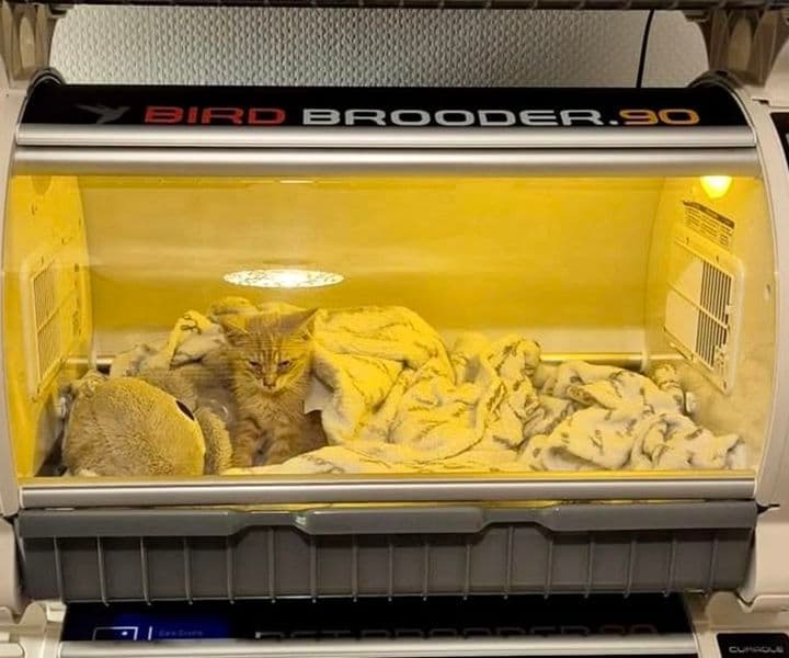 Kleine Kätzchen in Not - Geld für Inkubatoren ist zusammen