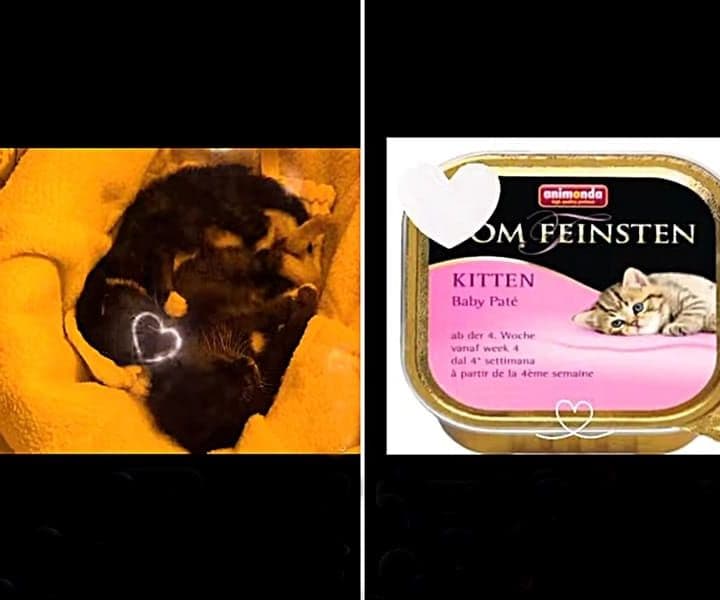Wer spendet uns (für) Kittenfutter?