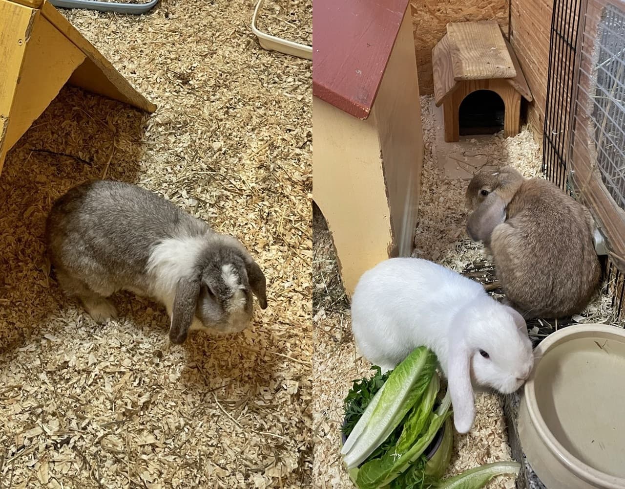 Foto von Knuffi, Hopsi und Flauschi wurden beschlagnahmt