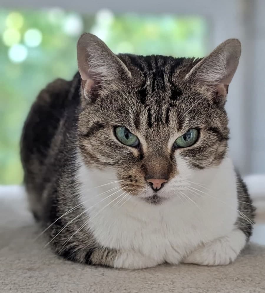 Foto von Kosmo - wenn Katzen hypnotisieren könnten