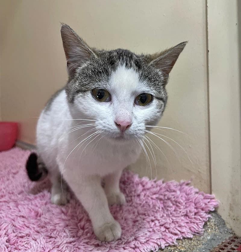 Foto von Sanftmütige liebe Lea (feline Coronavirus-Trägerin)