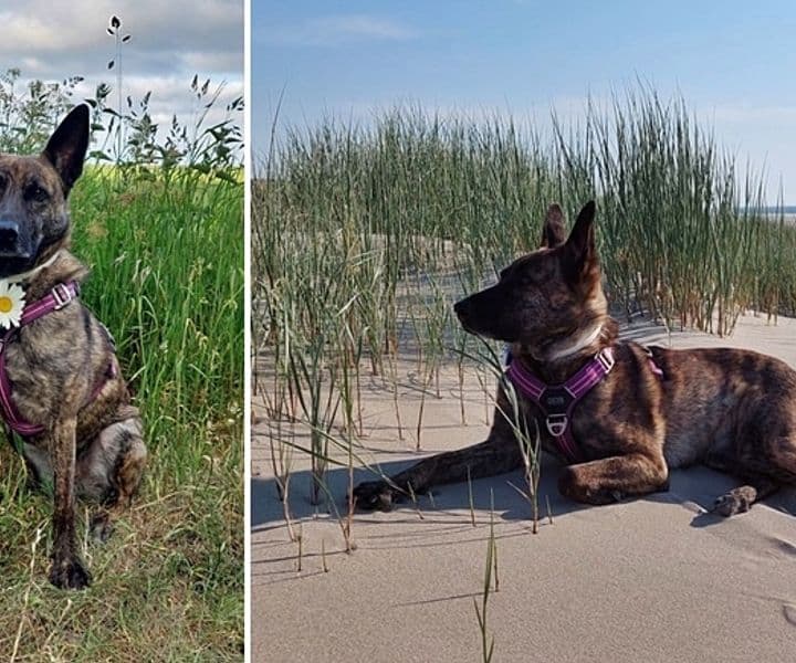 Lexi möchte mal wieder Grüße ausrichten