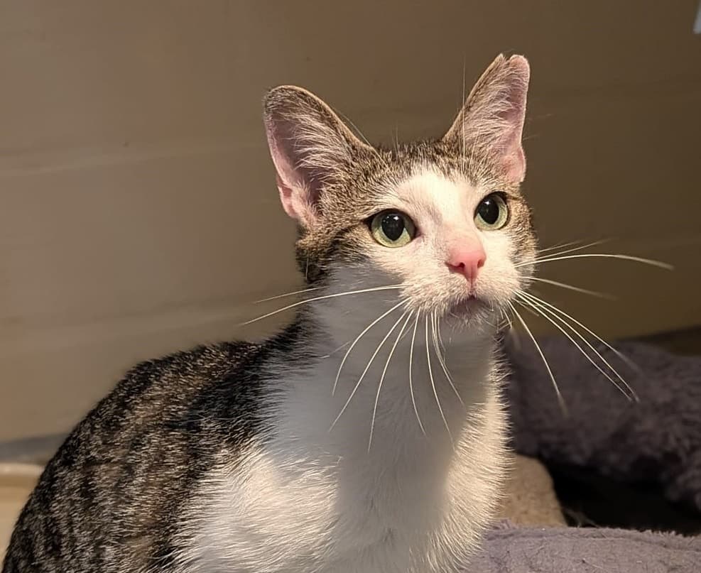 Foto von Lilith hat ein wunderschönes Gesicht