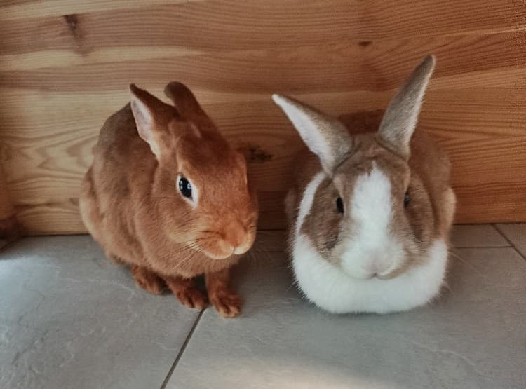 Foto von Lilli, Bobby und ihre kleinen Flauschis suchen ein Für-immer-Zuhause