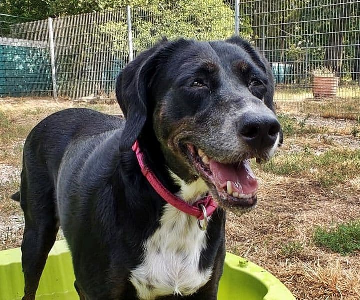 Foto von Liebe anhängliche Lily