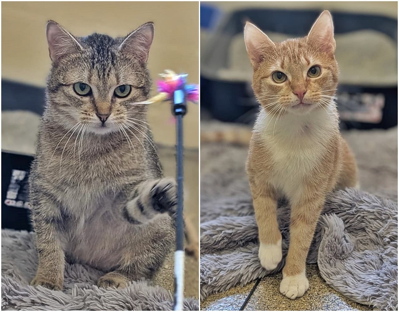 Foto von Lilo und Stitch möchten zusammen bleiben