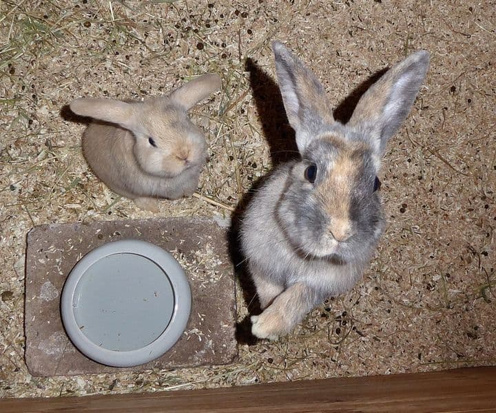 Foto von Lilo und ihre Tochter Nani