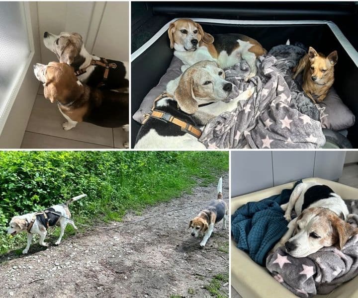 Beagle-Oma Lisa ist ein absoluter Glückspilz!