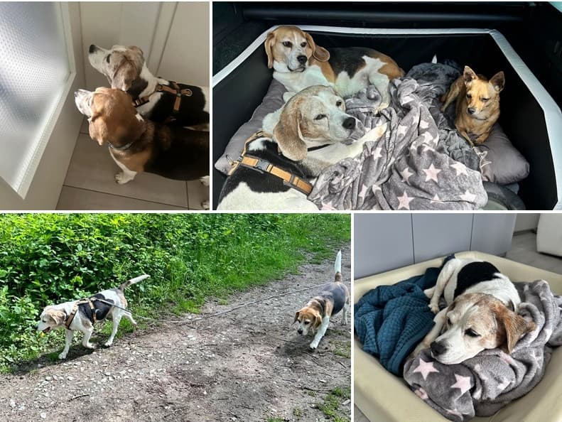 Beagle-Oma Lisa ist ein absoluter Glückspilz!