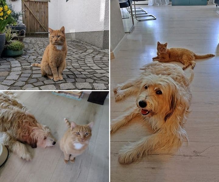Grüße von Kater Logan