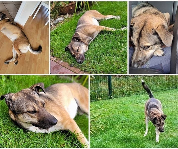 Lola schickt Grüße aus dem Urlaub