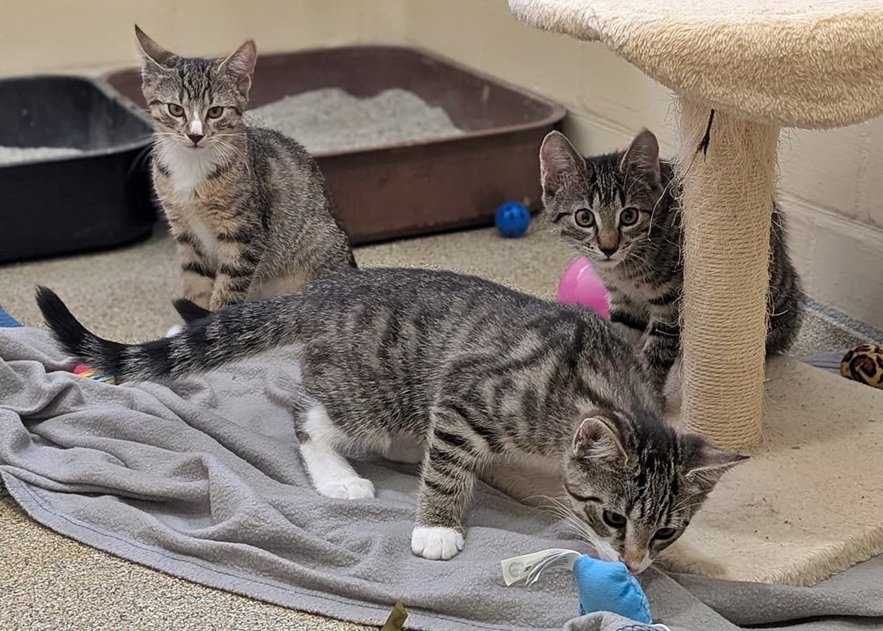 Foto von Bonnie, Carl und Pippi Lotta, Lottes Kinder
