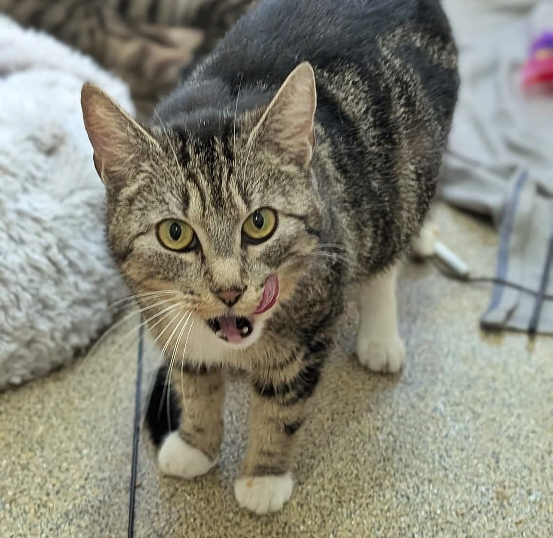 Foto von junge Katzenmama Lotte