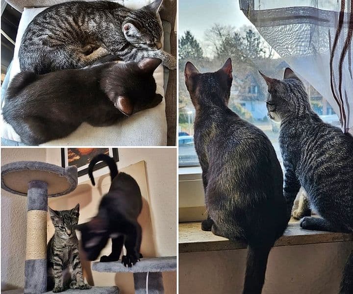Ludo und Pitty erobern ihr neues Zuhause