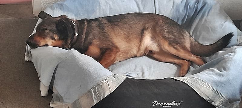 Luvinho lebt sich langsam ein