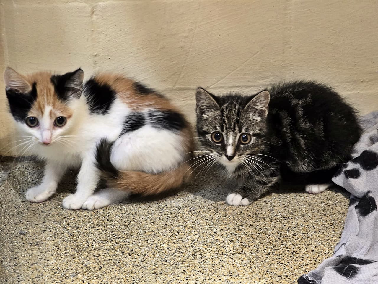 Foto von Maja und Oskar sind niedlich aber noch schüchtern