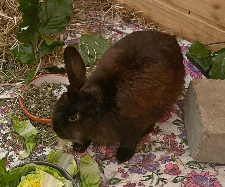Foto von flauschiges Einohrhäschen Marie
