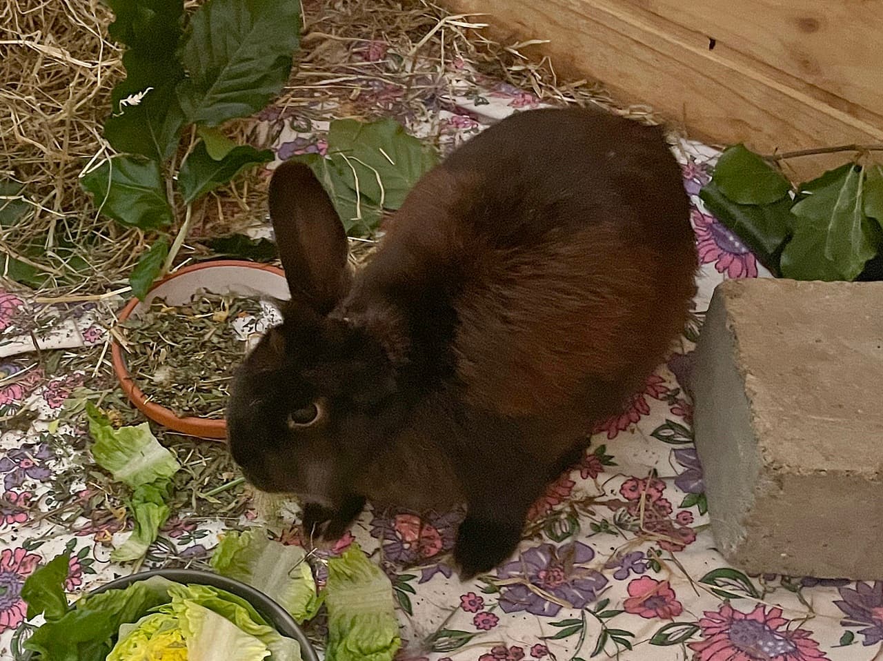 Foto von flauschiges Einohrhäschen Marie