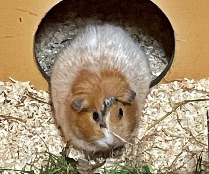 Meerschweinchen gefunden