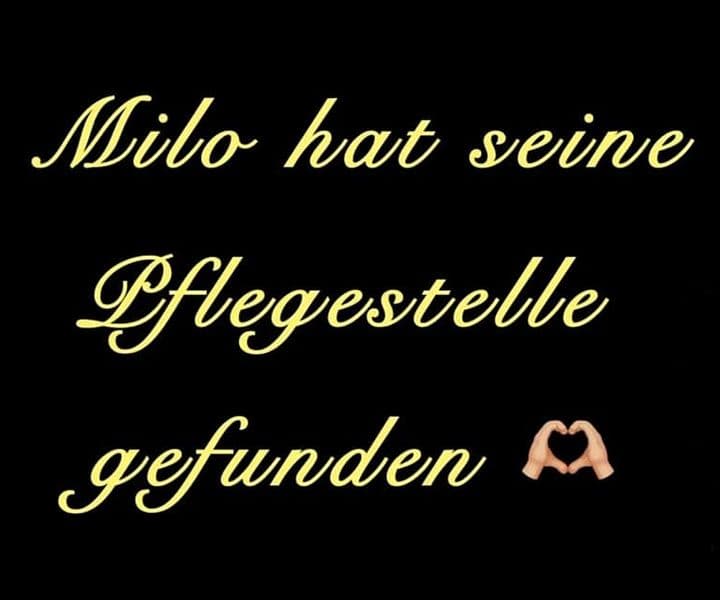 Happy End: Milo hat eine Pflegestelle gefunden :-)