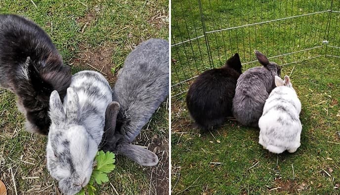 Noch mehr glückliche Kaninchen