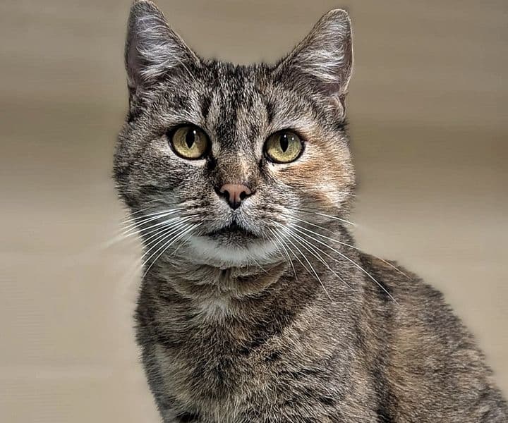 Foto von Mimzy, eine Seele von Katze