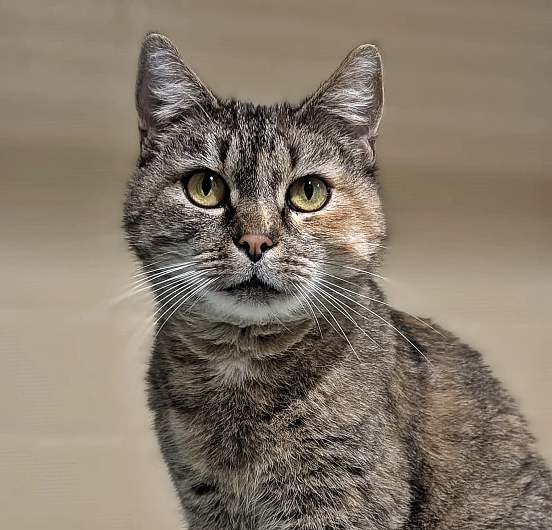 Foto von Mimzy, eine Seele von Katze