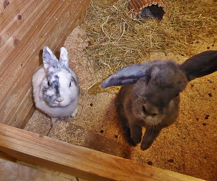 Foto von Mina und Milo, Traumpärchen