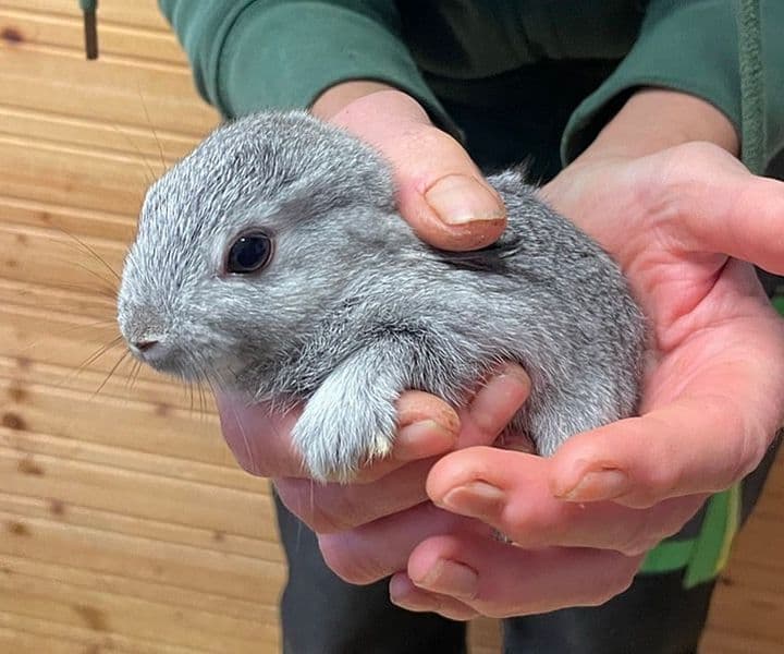 kleines Mini-Kaninchen sucht seine Familie