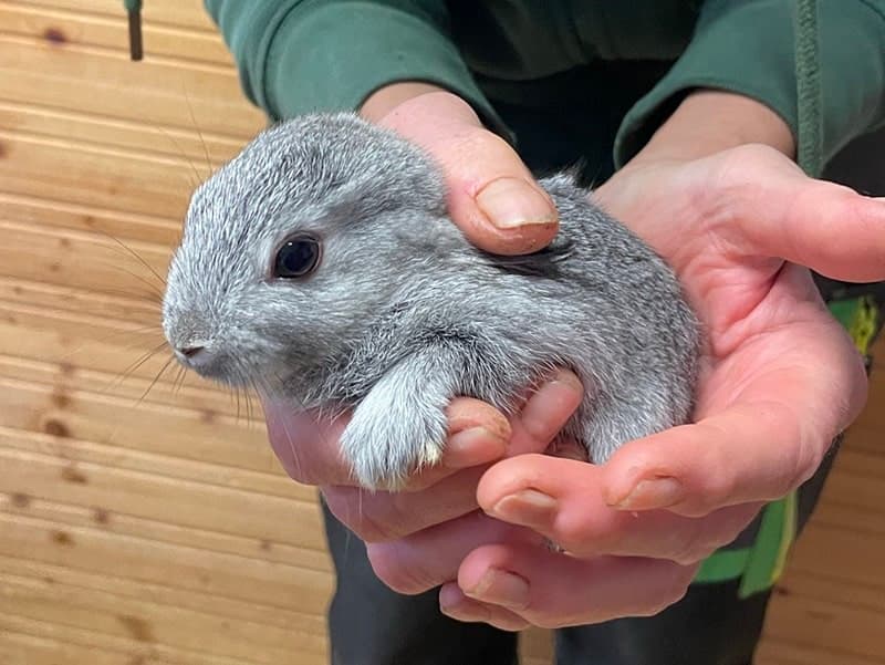 kleines Mini-Kaninchen sucht seine Familie