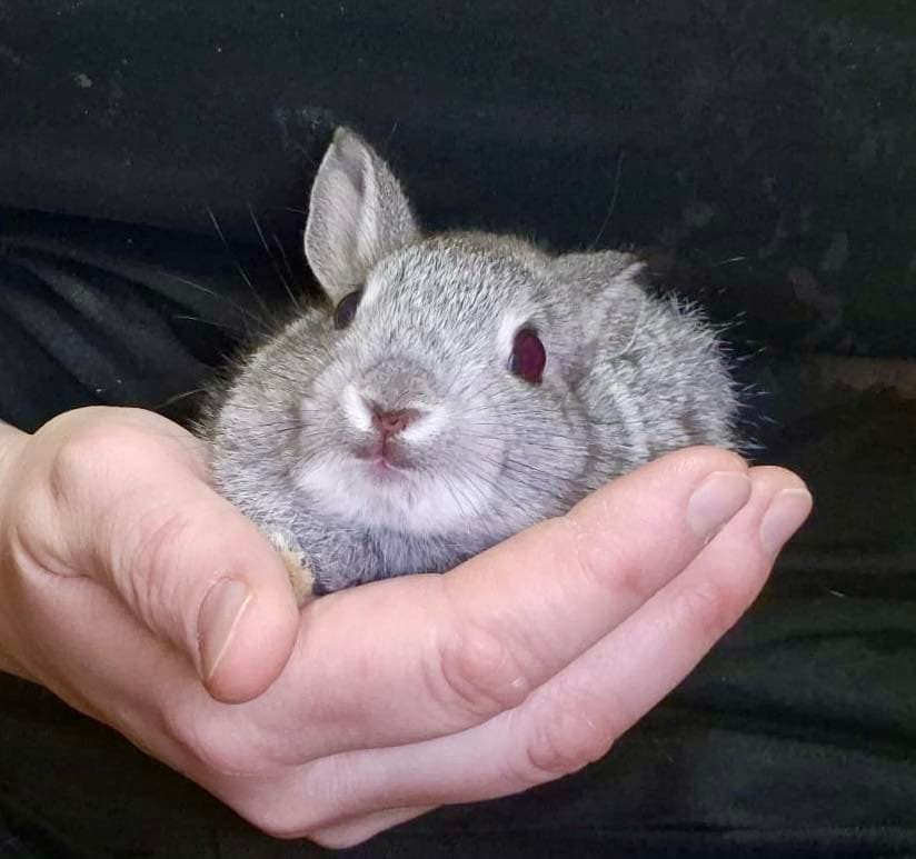 Foto von Unser kleines Babykaninchen ist ein Notfall