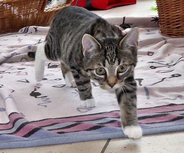 Foto von Neo