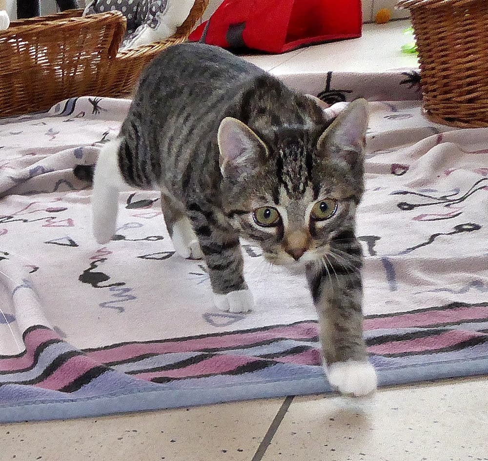 Foto von Neo